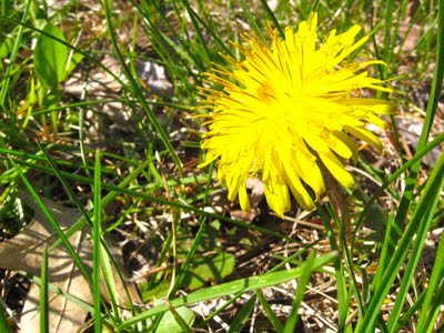 How To Make Dandelion Cordial